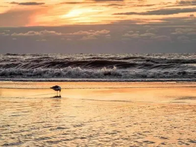 a bird standing on a beach near the ocean at Holiday Home near Dutch Coast & Green Park in Noordwijk