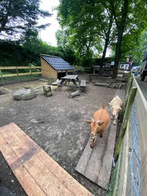 two cows are standing next to a fence at La Luna - Danny in Heerhugowaard