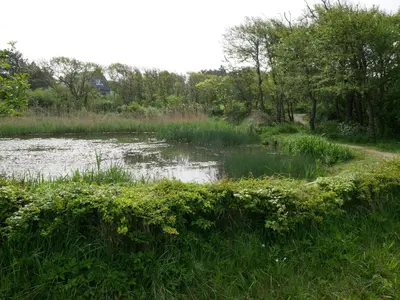 a pond in a field with grass and trees at Huize de Duinen in Bergen aan Zee