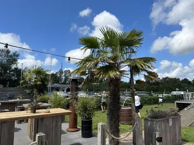 a palm tree in the middle of a patio at Apartment Westergeest-1 by Interhome in Uitgeest