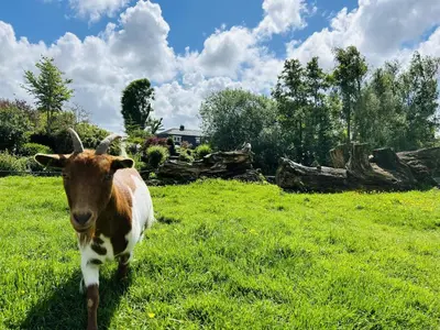 a brown and white cow standing in a field of grass at Bungalowpark de Horn - Floresta 214 in Dirkshorn