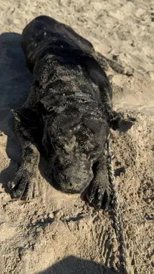 a turtle is laying in the sand on the beach at Dog in Castricum