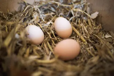 a group of eggs in a nest at Louisehoeve Holiday Home in Linschoten