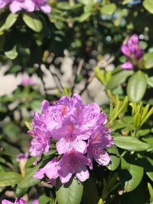 a close up of purple flowers on a plant at Luxurious Tiny House with HotTub in Rijsenhout