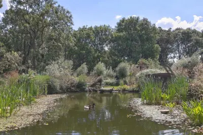 two ducks swimming in a pond in a park at Reijgershof - Yurt Experience with garden view in Amsterdam