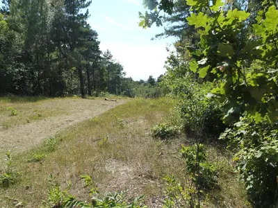 a dirt road in a field with trees at Stay in Bergen aan Zee in Bergen aan Zee