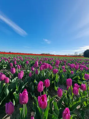 a field of pink tulips in a field at 't Vissershop in Egmond aan Zee