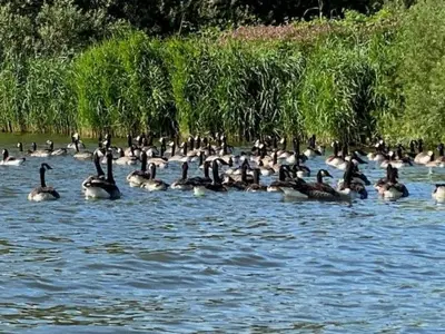 a flock of ducks swimming in the water at Apartment Chalet Welcome direkt am Wasser mit eigenem Steig by Interhome in Wervershoof