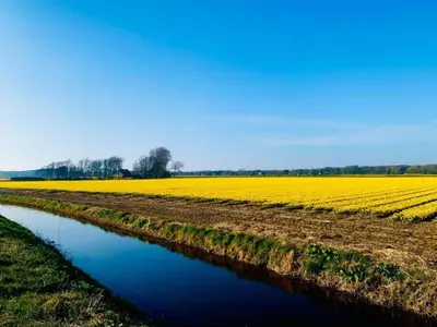 a field of yellow tulips next to a river at Apartment in Bergen near Sandy Beaches in Bergen