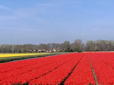 a field of red tulips with houses in the background at Holiday Home Stern Comfort-2 by Interhome in Noordwijk