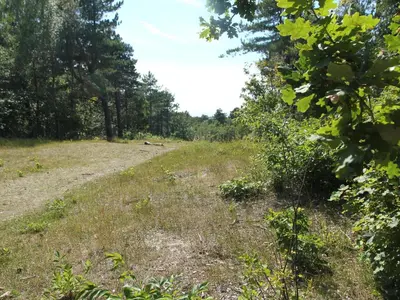 a dirt road in a field with trees at Apartment in Bergen aan Zee near the Beach in Bergen aan Zee
