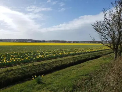 a field of yellow tulips in a field at Bungalow in Noordwijkerhout near Lake in Noordwijkerhout