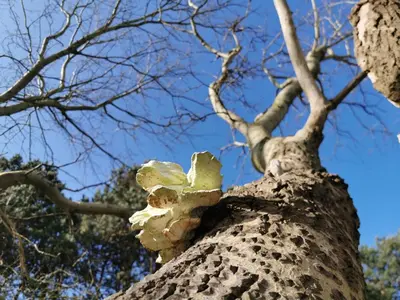 a tree with a white flower on it at Zomerhuis de Jong in Egmond aan Zee