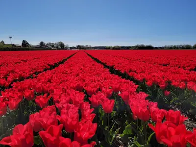 a field of red tulips in a field at Sauna Cottage Egmond in Egmond aan Zee