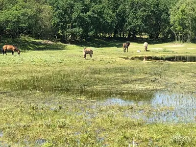 a group of animals grazing in a field next to a pond at Ferienhaus Glücklich am Meer 3 mit Wellnesszugang in Egmond aan Zee