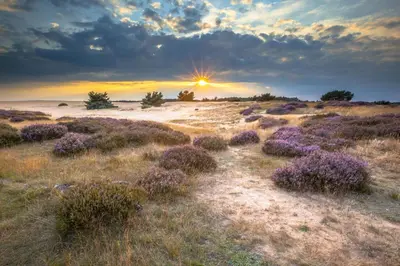 a field of lavender with the sunset in the background at Duindoorn 45 in IJmuiden