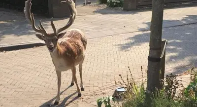 a deer with large horns walking on a sidewalk at Queens Romantic Beachhouse in Zandvoort