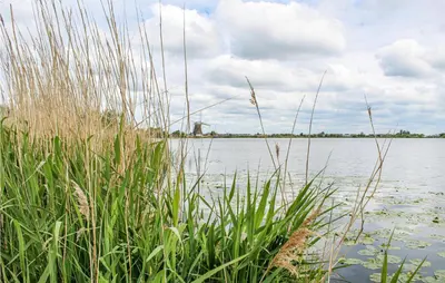 a body of water with tall grass in the foreground at Huis Nr 3 in Woubrugge