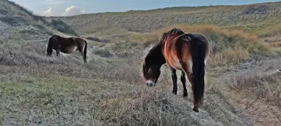 two horses are grazing in a field of grass at Villa Prinsenhof # Twaalf in Bergen