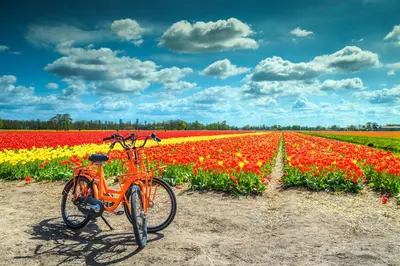 an orange bike parked in front of a field of flowers at Zee & Zo in Zandvoort