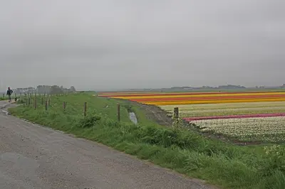 a field of tulips on the side of a road at Hotelhuisje Warmenhuizen #E in Warmenhuizen