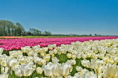 a field of white and pink tulips at Hotelhuisje Warmenhuizen #F in Warmenhuizen