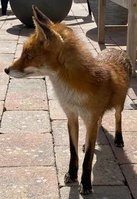 a red fox standing on a brick sidewalk at Luxe Chalet Marbella IJmuiden aan Zee in IJmuiden