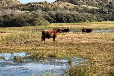 a group of cows standing in a field at Shell 61 in Zandvoort