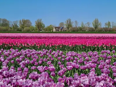 a field of pink and purple tulips in a field at Chalet 575 op Recreatiepark De Wielen in Sint Maarten
