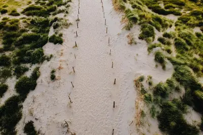 an aerial view of a beach with trees in the sand at Shell 51 in Zandvoort