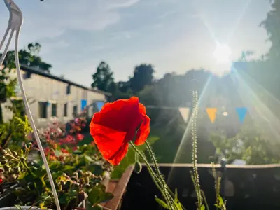 a poppy in a garden with the sun in the background at Arthouse Lola in Bergen